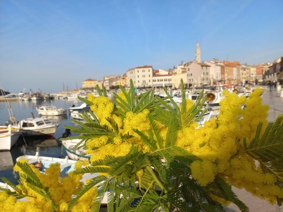 Studio Barka Rovinj Exterior photo